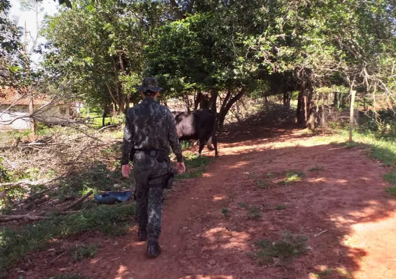 Fiscalização constatou maus-tratos a bovinos em Teodoro Sampaio (SP) — Foto: Polícia Militar Ambiental