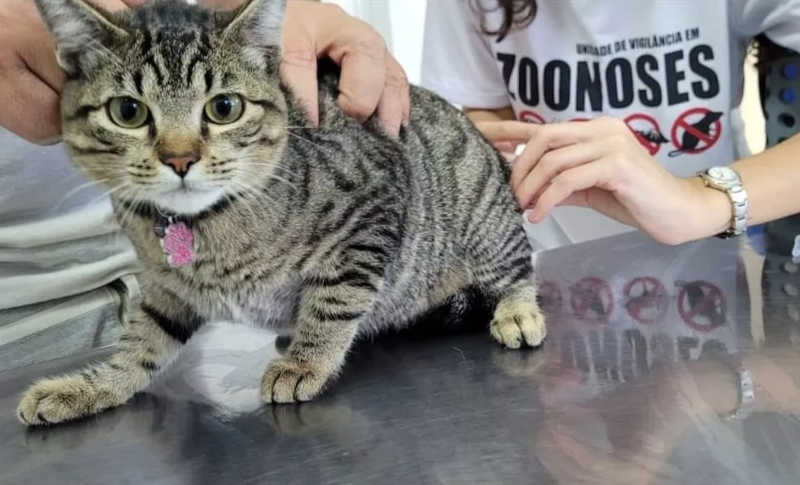 Após oito anos, censo animal volta a monitorar vacinação de cães e gatos para controlar leishmaniose em Tupã, SP