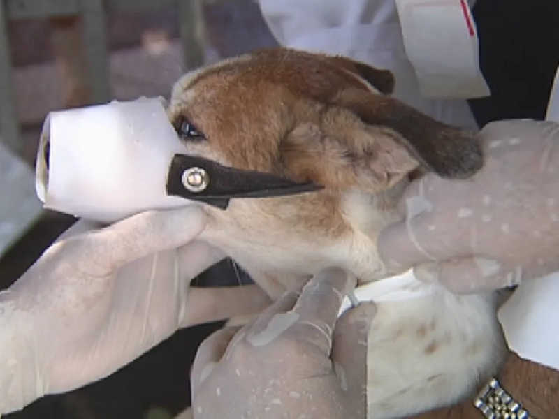 Cachorro recebe a coleira contra a leishmaniose — Foto: Reprodução/ TV TEM