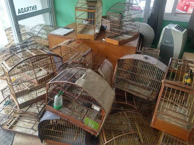 Polícia Ambiental apreende mais de 100 pássaros silvestres e aplica multa de R$ 56 mil em Várzea Paulista (SP) — Foto: Polícia Ambiental/Divulgação