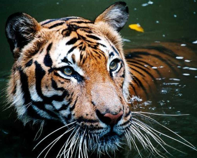 Tráfico de peles e ossos ameaçando a sobrevivência de tigres selvagens