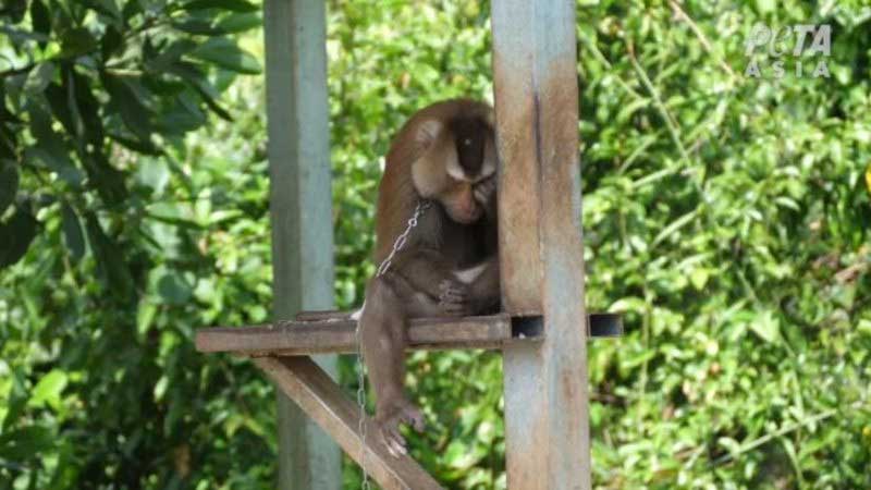 ONG investiga trabalho forçado de macacos na colheita de coco, na Tailândia