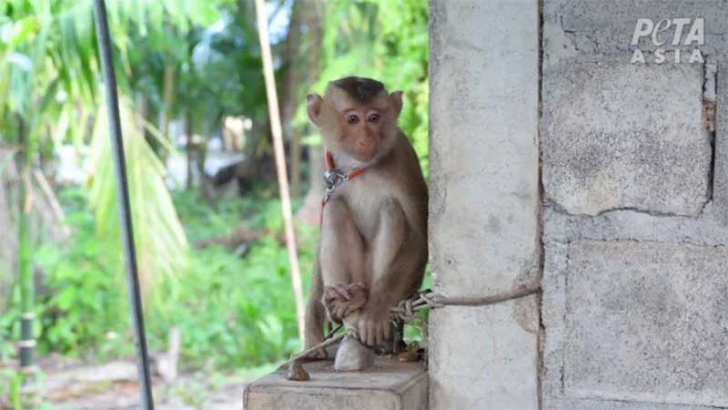 Imagem de macaco acorrentado / Divulgação / ONG Peta Ásia
