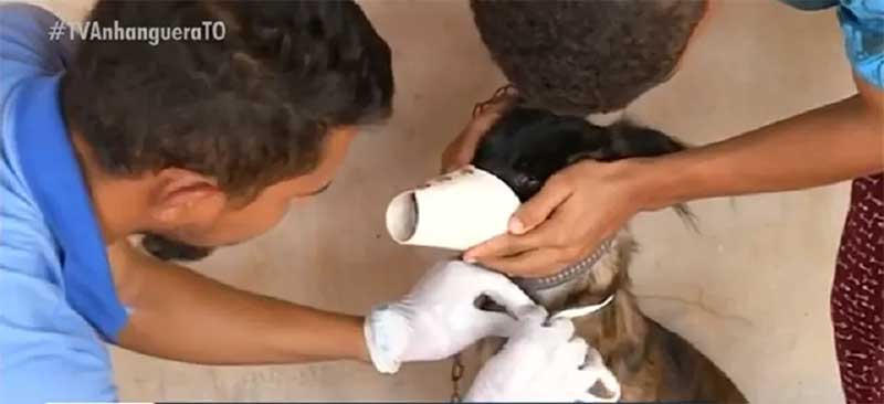 Cão recebendo coleira para proteger contra mosquito — Foto: TV Anhanguera/Reprodução
