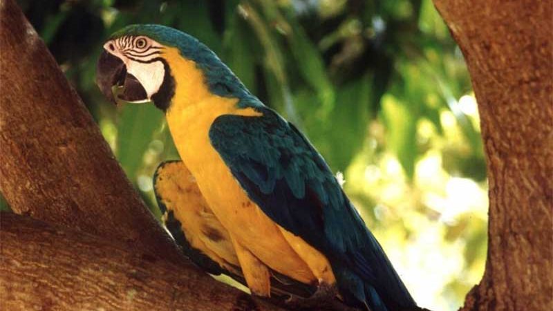 Governo do Tocantins lança campanha ‘Animal silvestre não é Pet’