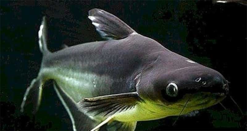 O peixe-panga é uma espécie exótica à fauna brasileira. Foto: Google Imagens