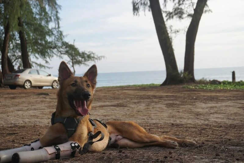 Cachorro é salvo depois de ter as patas cortadas por espada e ganha nova vida com prótese