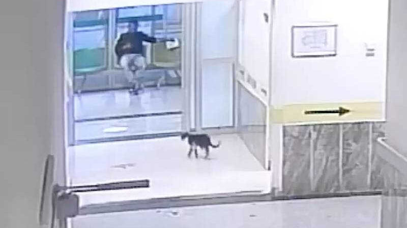 Com pata quebrada, gato entra em hospital determinado a buscar ajuda (Reprodução/BITLIS TATVAN DEVLET HASTANESI)
