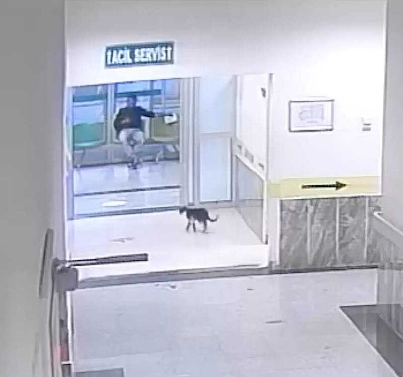 Com pata quebrada, gato entra em hospital determinado a buscar ajuda