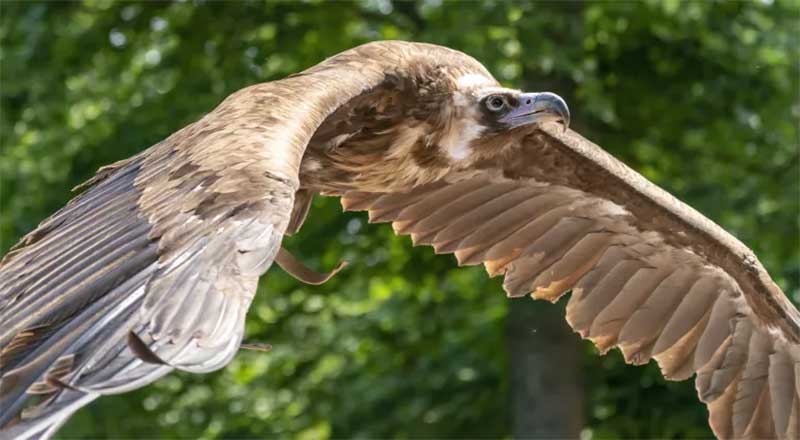 Homem condenado a quatro anos de prisão por abate de 50 abutres na Guiné-Bissau