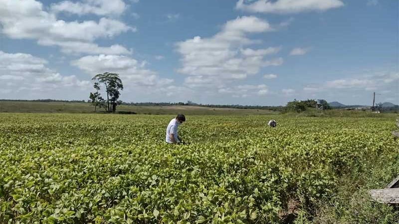 Projeto de lei pode permitir que produtores rurais fiscalizem as suas próprias fazendas. — Foto: Aderr/Divulgação/Arquivo