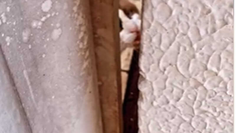 Gato está preso e abandonado em uma casa em Arapiraca há cerca de três dias - Foto: Reprodução de vídeo