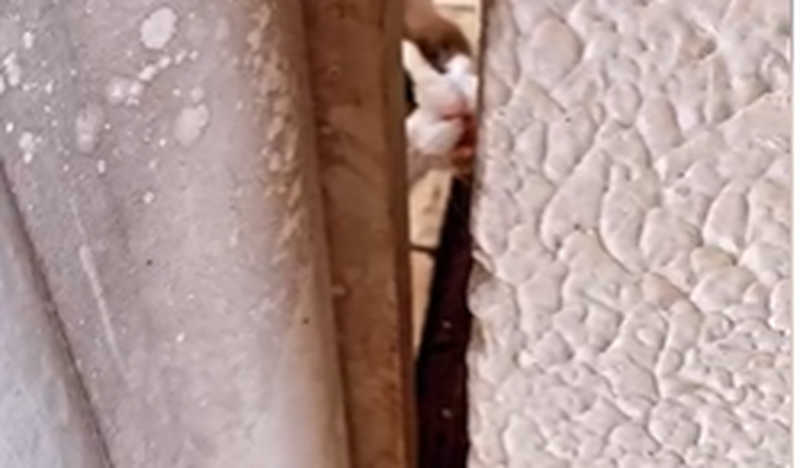 Professora denuncia gato abandonado em casa de corretor de imóveis desde sexta-feira, em Arapiraca, AL