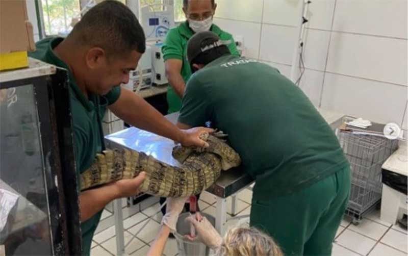 Jacaré recebe tratamento após ser espancado com madeira no crânio em Maceió, AL