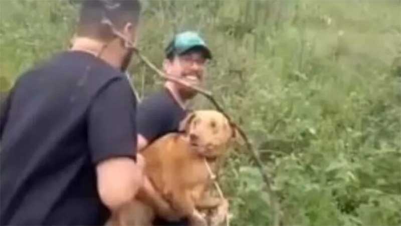 Em Manaus, cadela que fugiu de clínica veterinária é encontrada com ajuda de drone: ‘obrigada a todos’, diz tutora