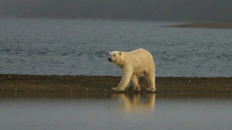 A ‘capital dos ursos polares’ que está esquentando rápido demais, o que pode levar animais à morte