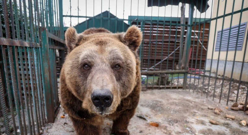 Urso-pardo Mark viverá em um santuário depois de 20 anos em uma pequena gaiola. Imagem: Gent Shkullaku / AFP