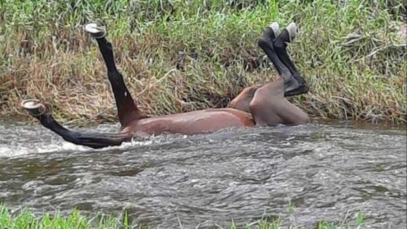 Corpo de cavalo é abandonado às margens do Rio Itapicuru no centro de Jacobina