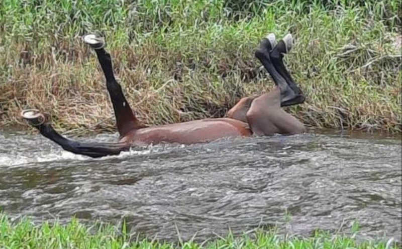 Cavalo amarrado sob sol e chuva morre e corpo é abandonado às margens de rio em Jacobina, BA