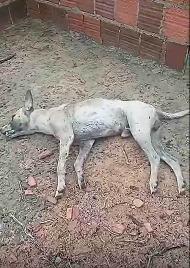 Moradora denuncia matança de cachorros no Morrão, em Juazeiro, BA