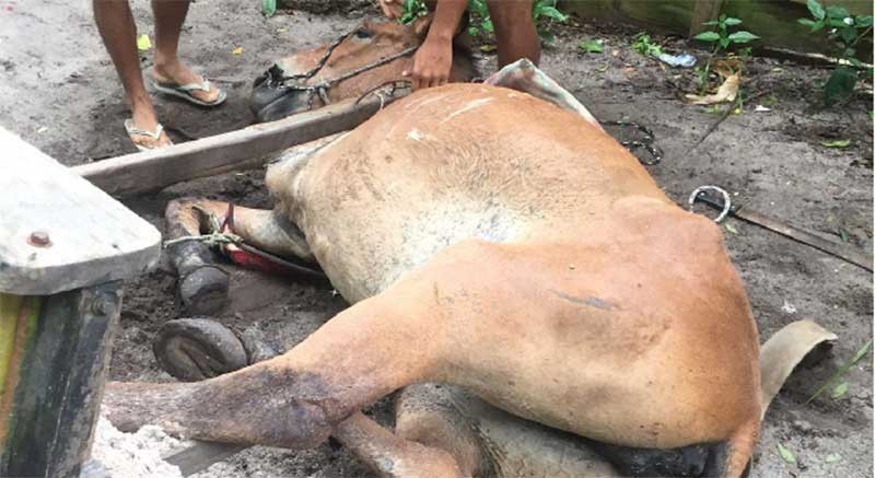 Com excesso de peso, cavalo cai ao solo em distrito de Porto Seguro, BA
