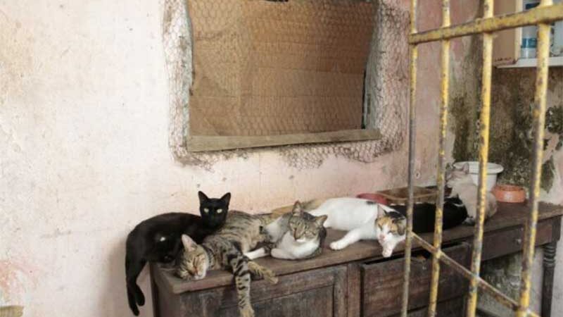 Animais estão desamparados após protetor sofrer AVC, em Salvador, BA