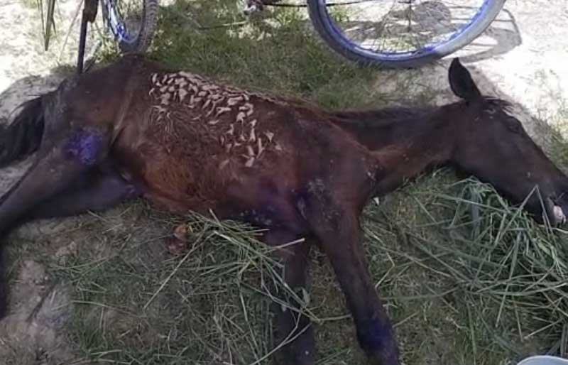 Cavalo é encontrado abandonado vítima de maus-tratos, em Teixeira de Freitas, BA: Polícia Civil investiga o caso