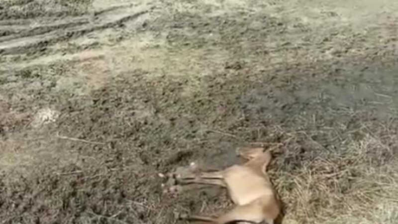 Vídeo: Mais um animal morre em curral municipal de Vitória da Conquista, local é uma imundície