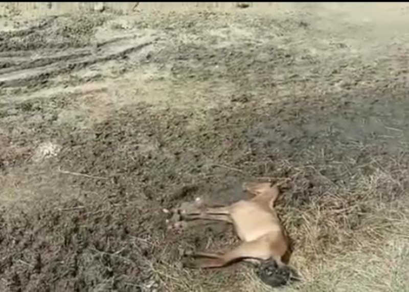 Mais um animal morre em curral municipal de Vitória da Conquista (BA), local é uma imundície; VÍDEO