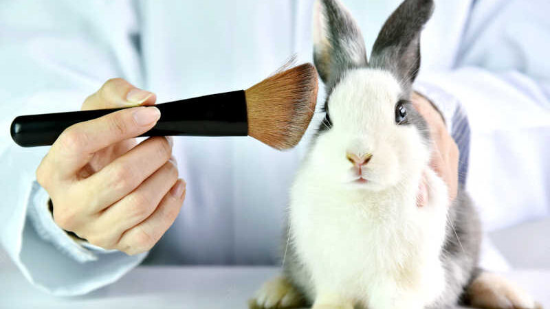 Aprovada proibição de uso de animais em testes para cosméticos no país