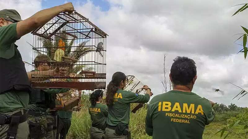 Fiscais do Ibama soltam pássaros em habitat próprio. (foto: wikimedia commons)