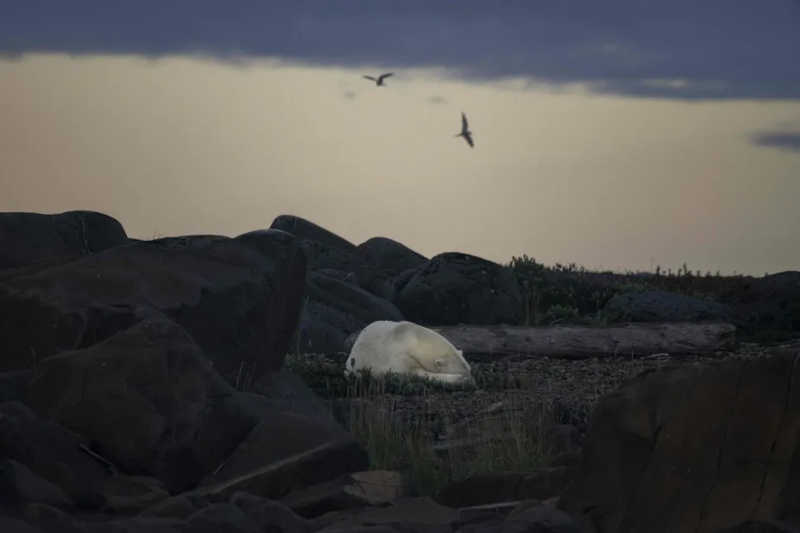 Ursos polares estão desaparecendo do Canadá, aponta estudo