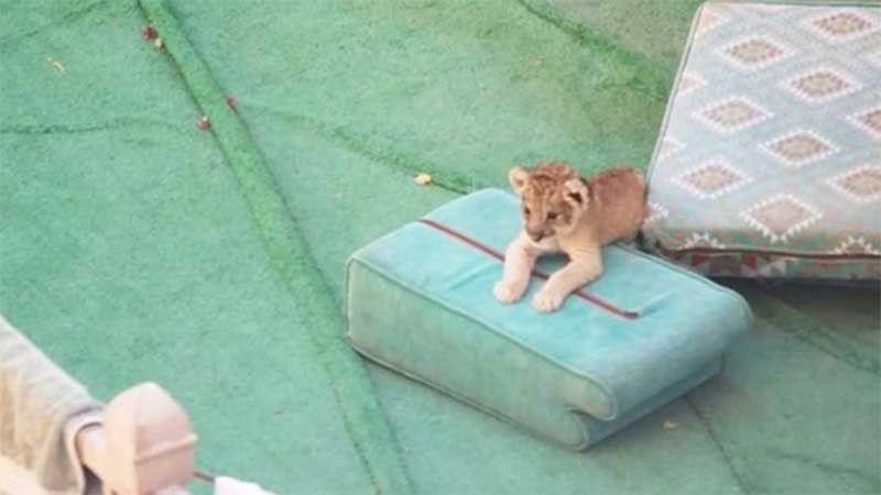 Catar: filhote de leão que vive em varanda em Doha causa revolta de ativistas