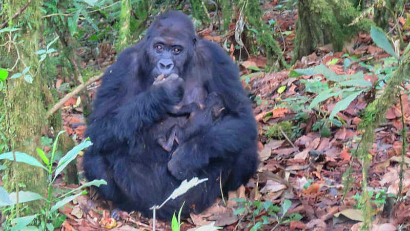 No Congo, gorilas estão ameaçados pela presença dos rebeldes do M23