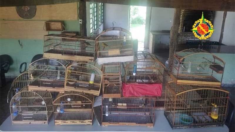 Batalhão Ambiental liberta 16 pássaros criados em cativeiro em Planaltina, DF