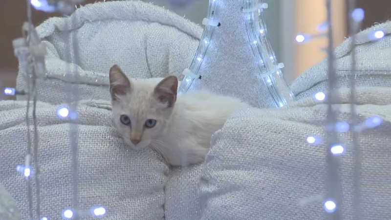 VÍDEO: filhote de gato que estava em árvore de natal de shopping é resgatado e adotado por funcionário, no DF