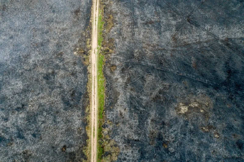 Imagem aérea mostra trilha que corta o parque Paulo César Vinha. Fogo consumiu vegetação dos dois lados da pista. — Foto: Vitor Jubini/Rede Gazeta