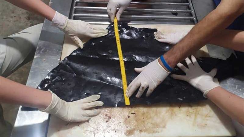 Plástico foi encontrado dentro do estômago da orca, que morreu na praia da Serra. Crédito: Divulgação