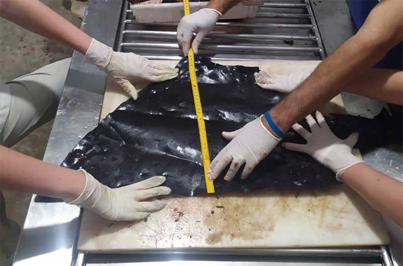 Orca que morreu na Serra (ES) tinha quase 1 metro de plástico no estômago