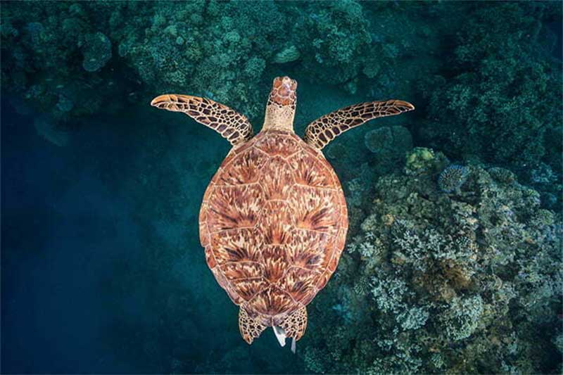 1,1 milhão de tartarugas marinhas mortas em 30 anos