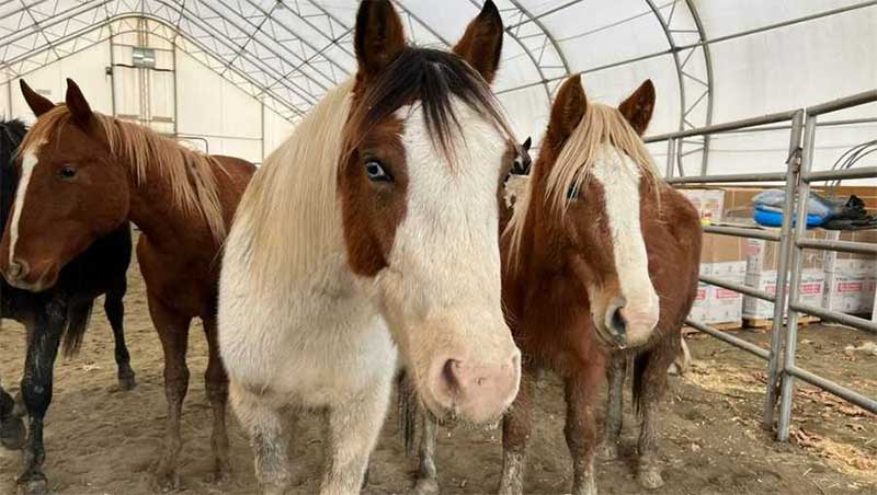 Cavalos são resgatados de fazenda em Alford (EUA) por causa de maus-tratos