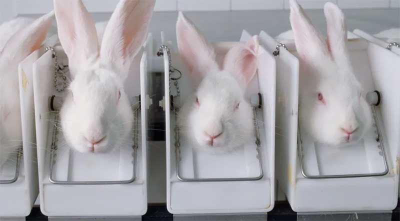 Dez estados nos EUA proíbem a venda de cosméticos testados em animais