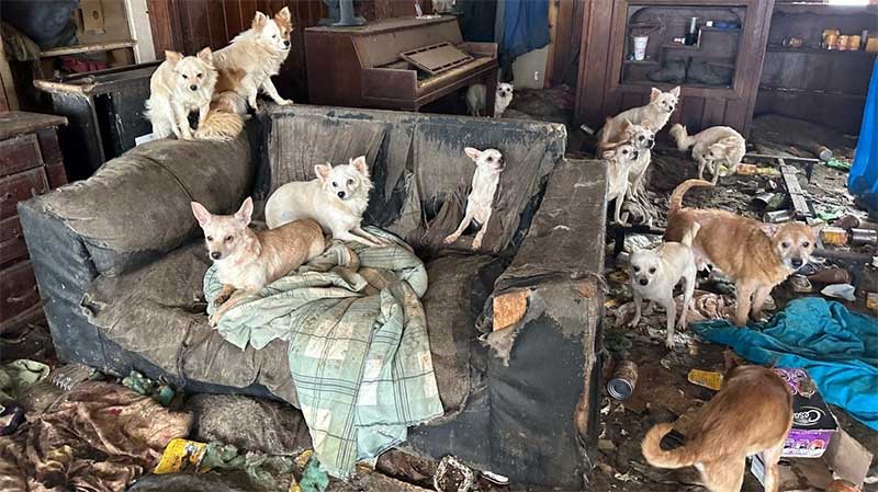 Polícia encontra 76 cachorros abandonados em casa nos Estados Unidos