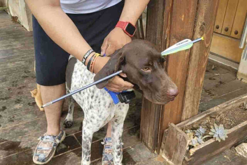 Milagre: cão atingido por flecha na cabeça consegue sobreviver