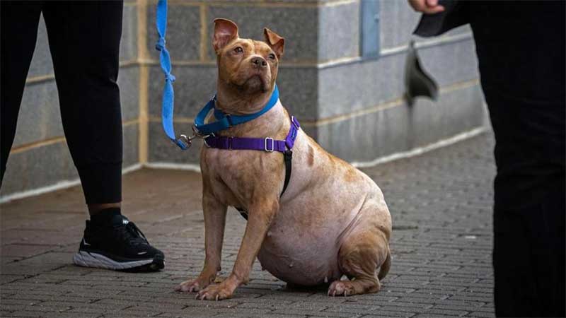 Durante 119 dias ninguém quis Fiona, uma cadela doente, sem pelo e barriguda. Até que apareceu uma menina de cinco anos