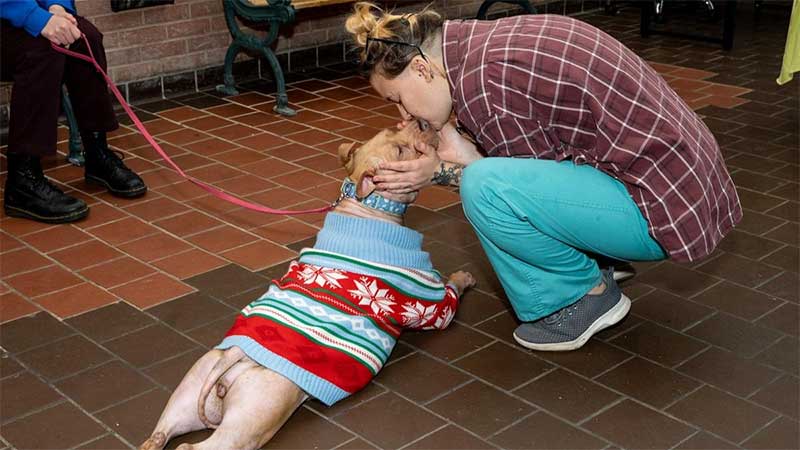 O beijo de despedida entre a médica veterinária Emily MacArthur e a Princesa Fiona, deitada numa das suas posições preferidas. (Christina Gephardt/Humane Rescue Alliance)