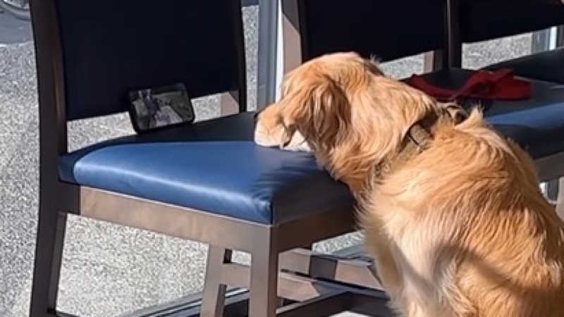 Cadela com medo de veterinário tranquiliza com vídeos de esquilos