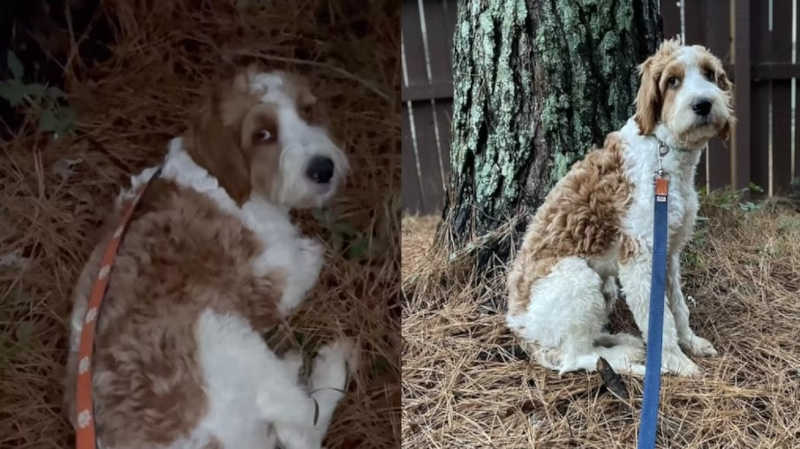 Cachorro abandonado em floresta se recupera para encontrar um novo lar