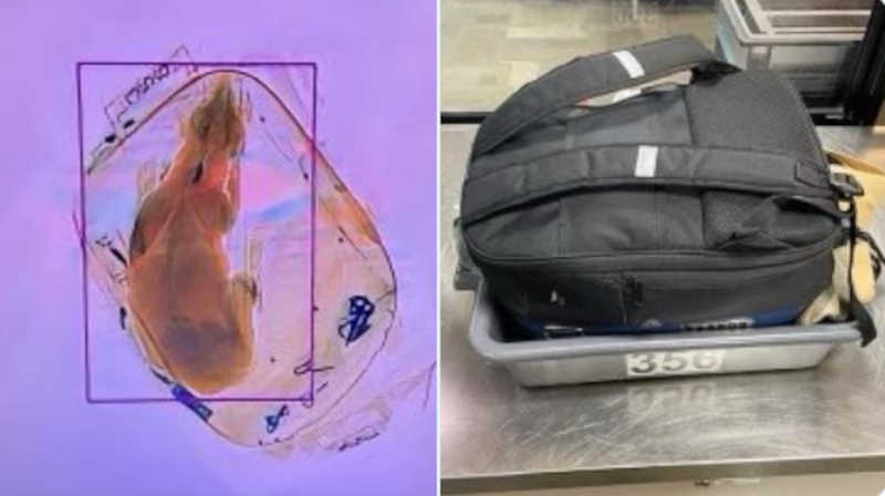 Cão é encontrado dentro de bagagem de mão em aeroporto dos EUA