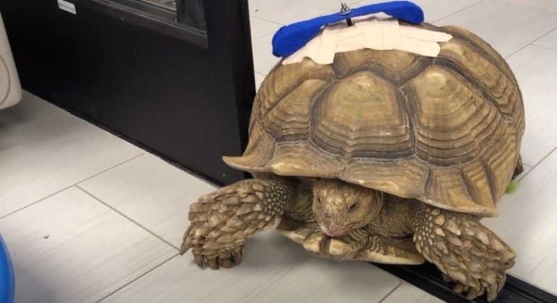 Homem é condenado por retalhar tartaruga de 70 anos durante bebedeira